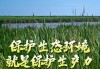 “两山”理念与美丽中国丨红滩绿苇鸥鹭齐飞：守护身边的“自然会客厅”