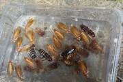 河南洛阳首现“樱桃红蟑螂”，居民称晚上到处爬还会进家中，疾控回应
